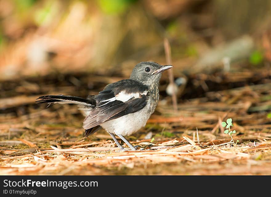 A juvenile oriental magpie robin investigating a sunning lizard (not in picture) on the ground. A juvenile oriental magpie robin investigating a sunning lizard (not in picture) on the ground