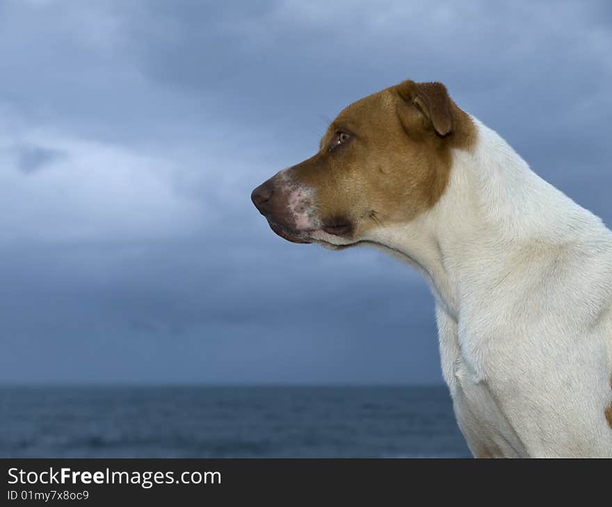 It is about to rain, but the dog stands guard by the coast. It is about to rain, but the dog stands guard by the coast.