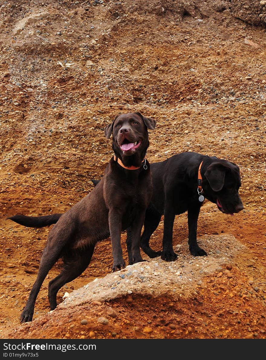 Labrador on the beach