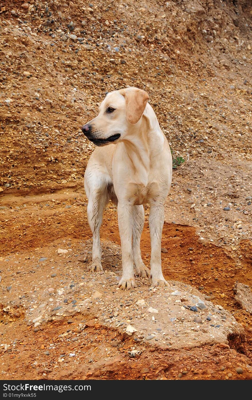 Labrador On The Beach