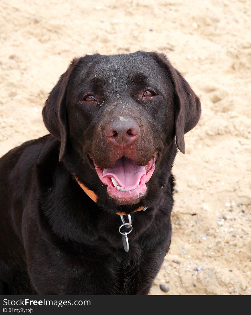 Shot of a cute yellow labrador on the beach