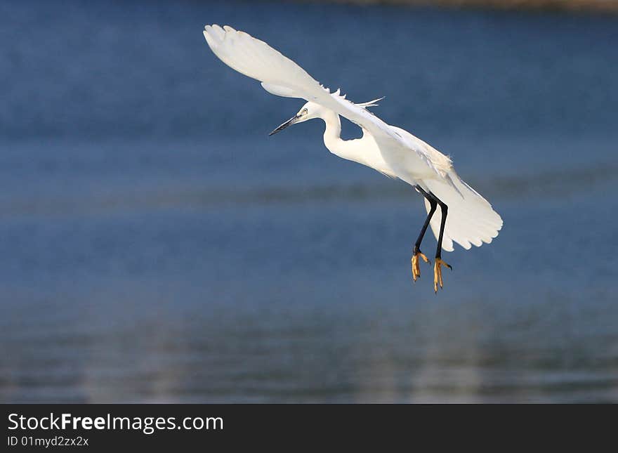 An egret bird looking for fish on watter. An egret bird looking for fish on watter