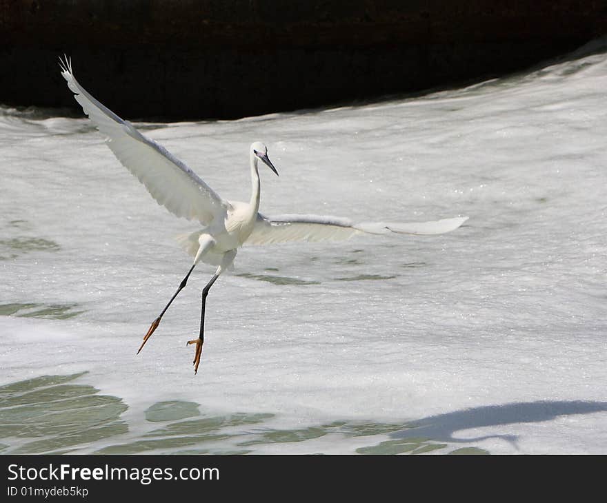 Egret In Flight