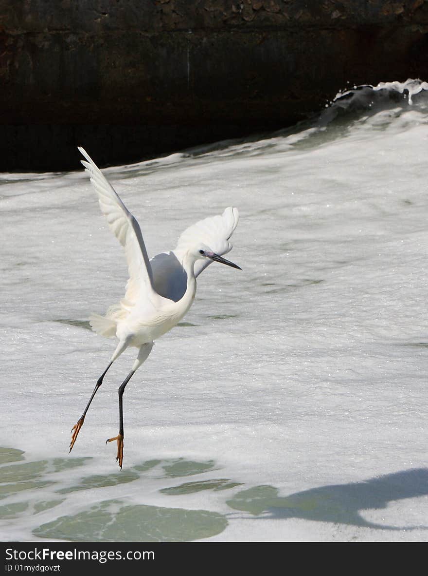 An egret bird looking for fish on watter