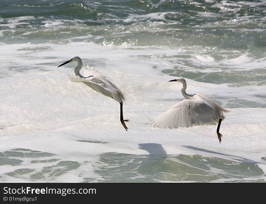 Two egrets are dancing  on watter. Two egrets are dancing  on watter