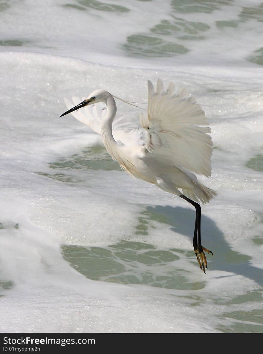 Egret in flight