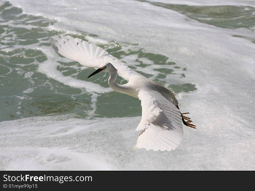 An egret  bird looking for fish on watter. An egret  bird looking for fish on watter