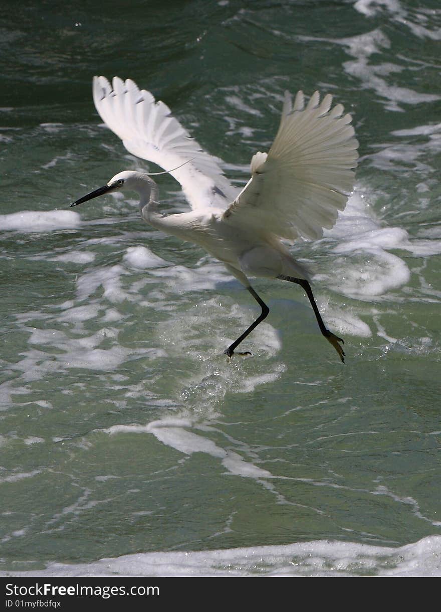 An egret  bird looking for fish on watter