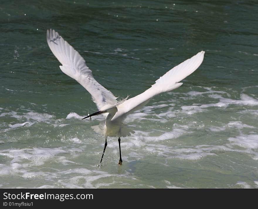 An egret  bird looking for fish on watter. An egret  bird looking for fish on watter