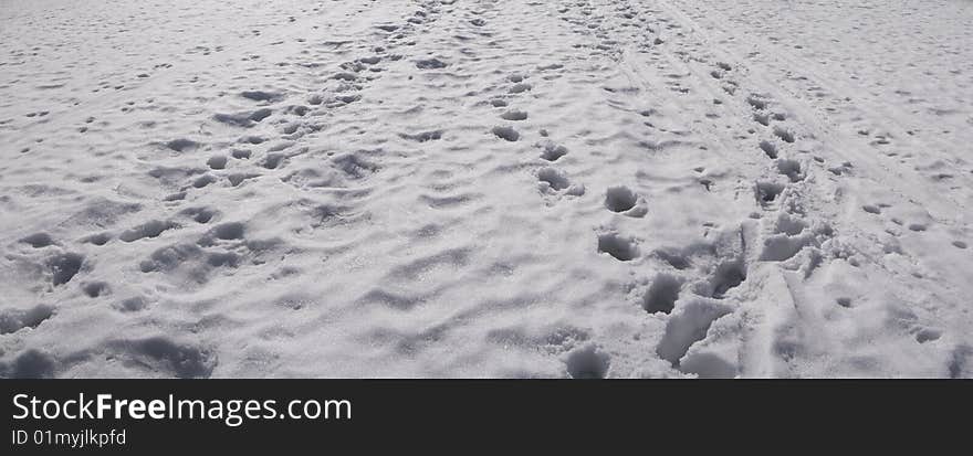 Tracks and footsteps in snow meadow. Tracks and footsteps in snow meadow