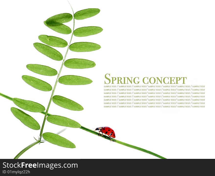 Spring concept. flora and ladybird against white background.