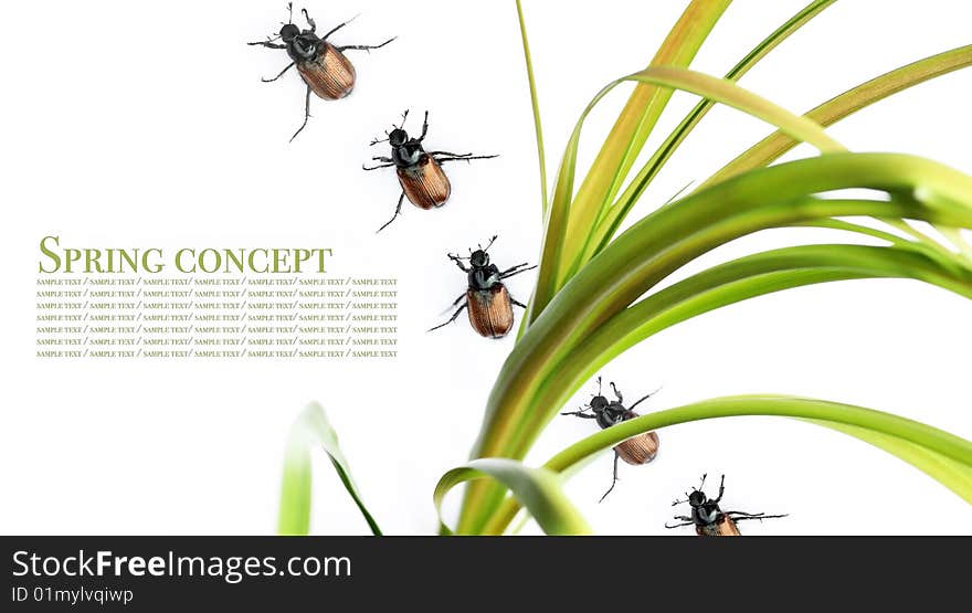 Stock Photo: spring concept. flora and beetles against white background.