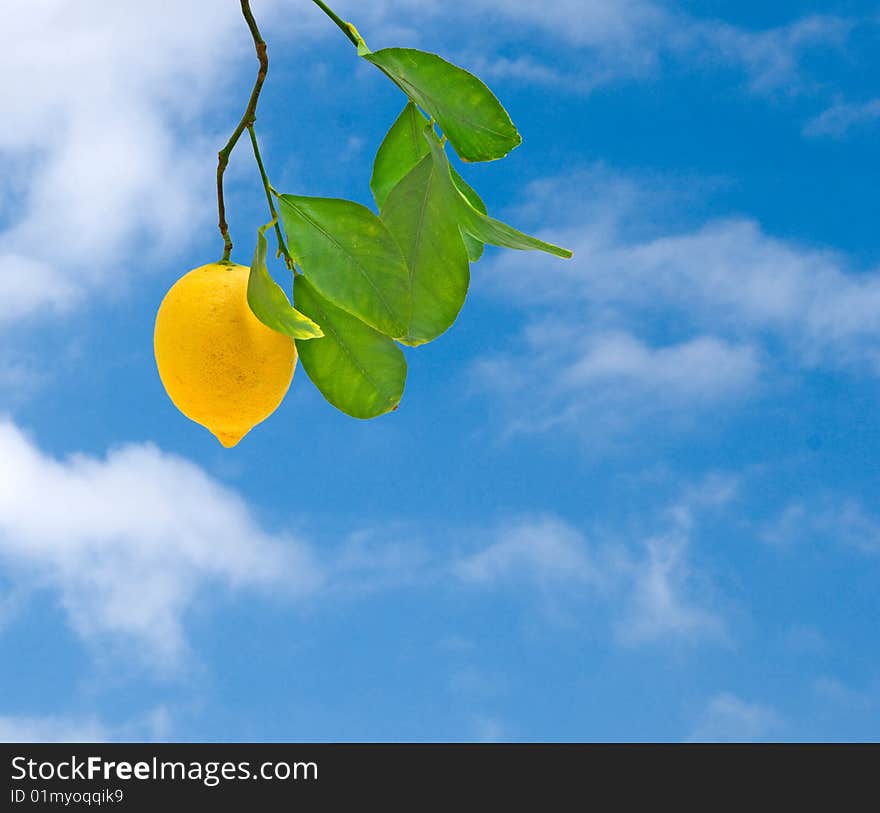 Lemon On Branch