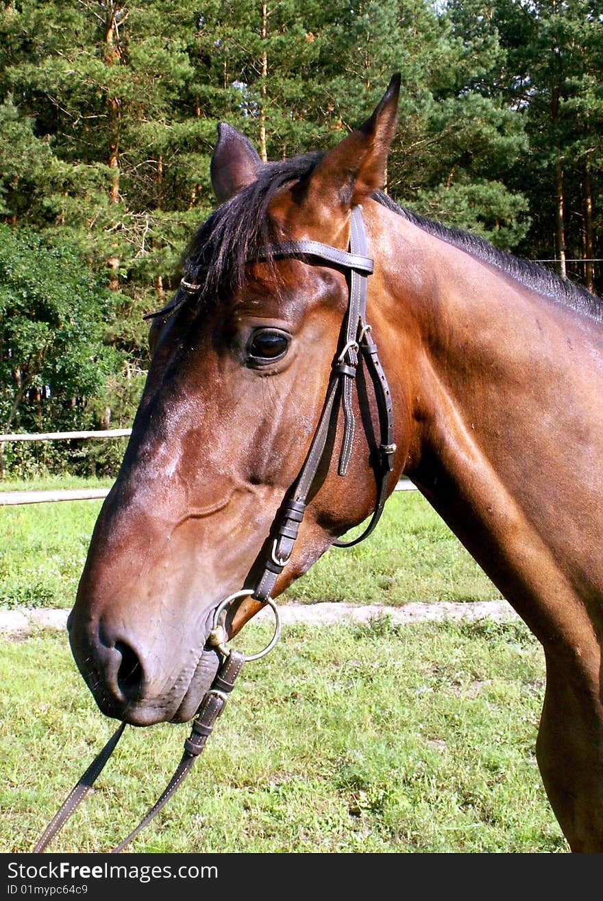 Portrait of a horse prepared for riding. Portrait of a horse prepared for riding