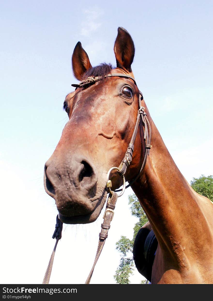 Portrait of a curious horse. Portrait of a curious horse