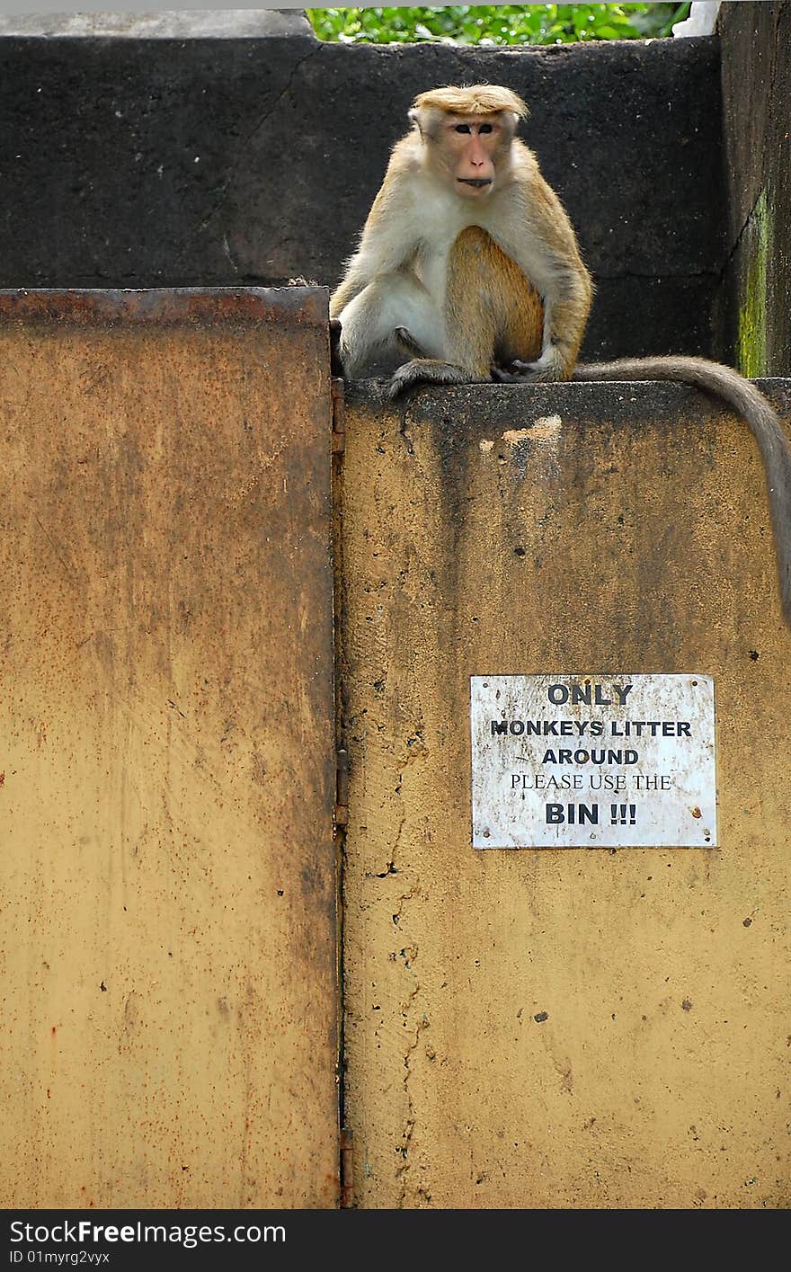 Only Monkeys Litter Around