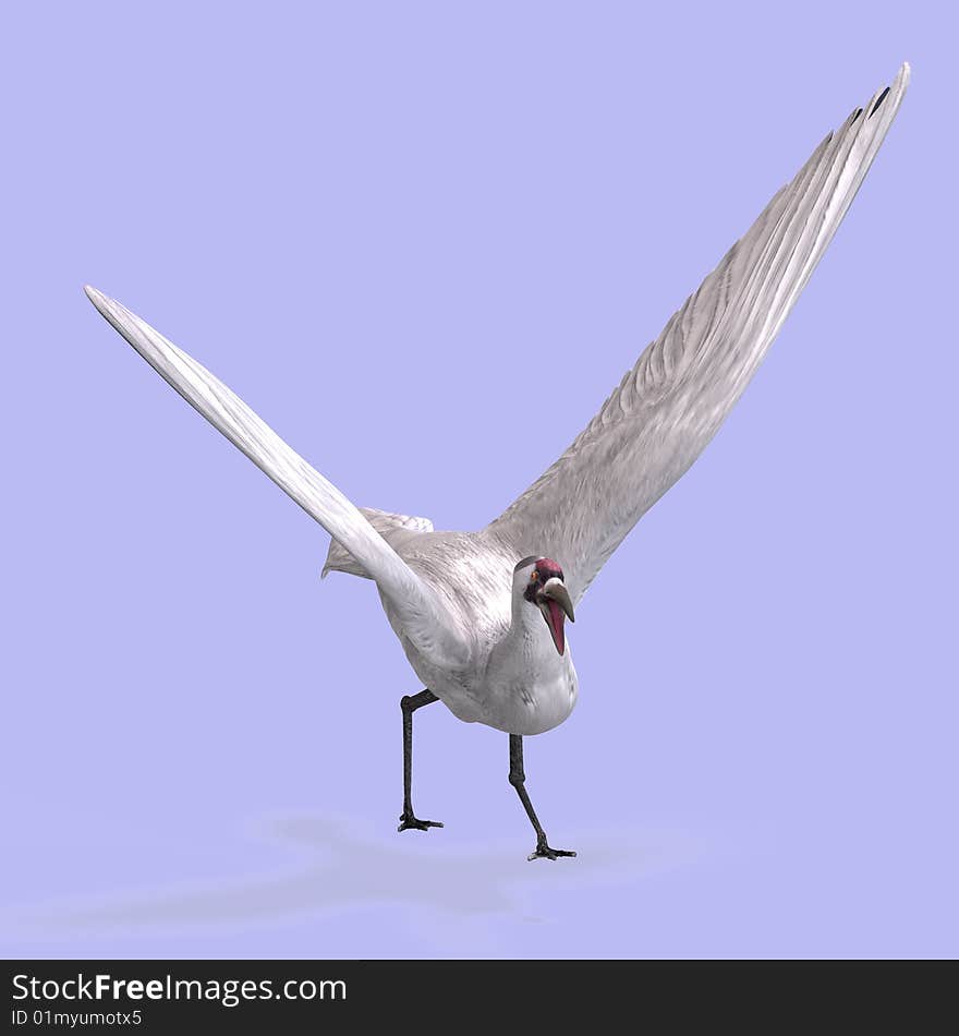 Great white crane on blue back With Clipping Path