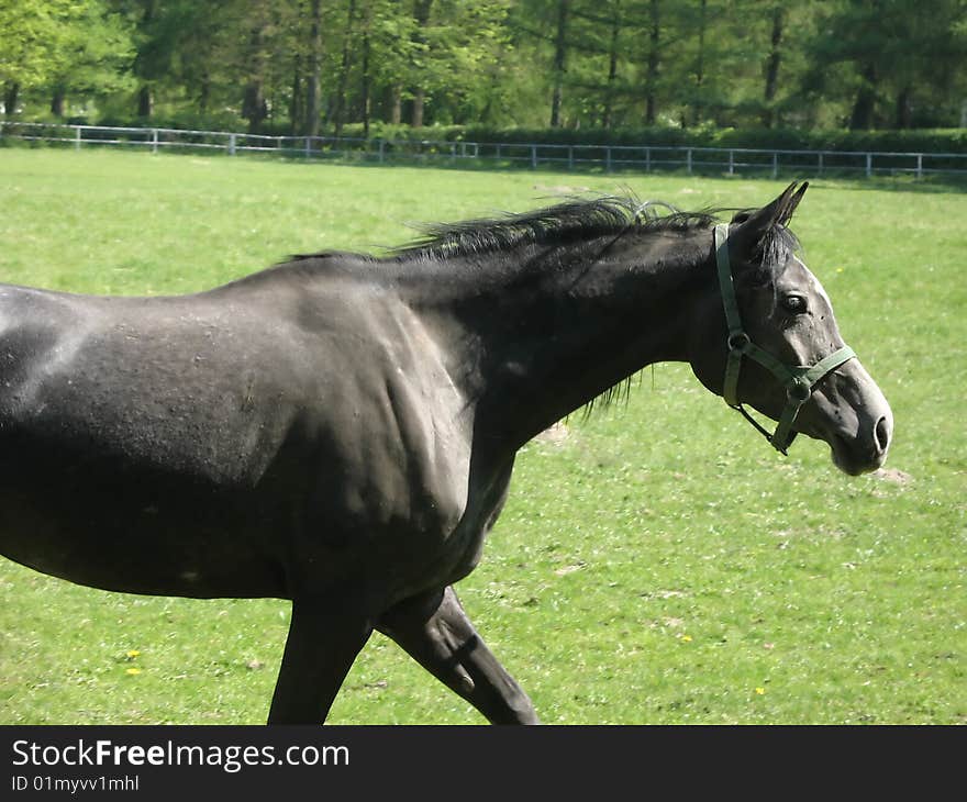 Gray arabic horse