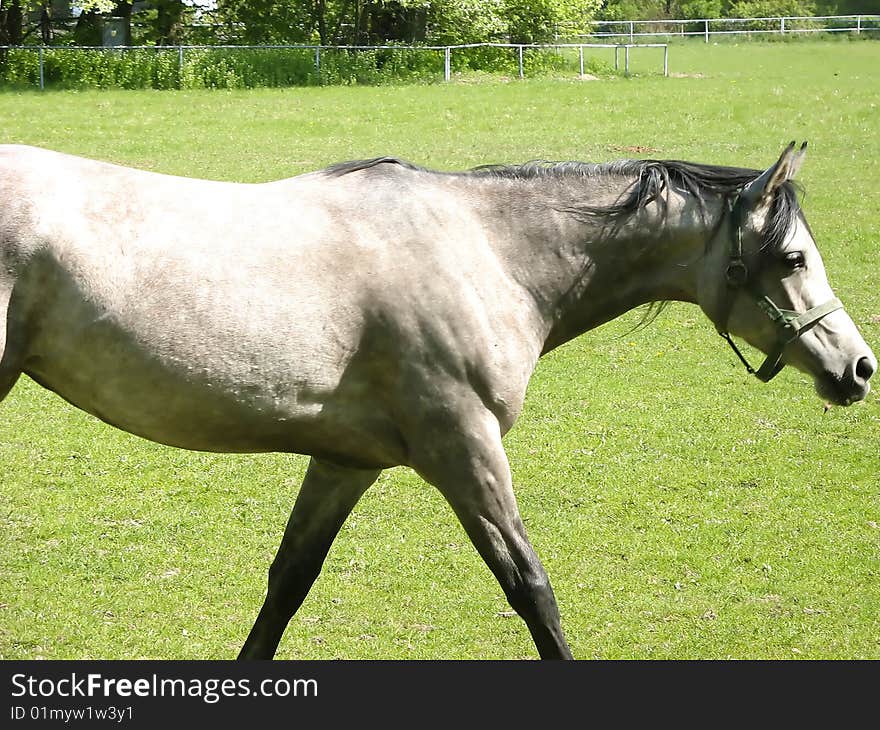 Gray arabic horse