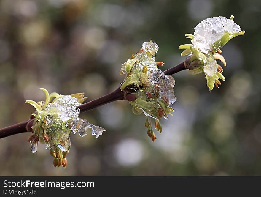 Ice-covered branches with young leaves.