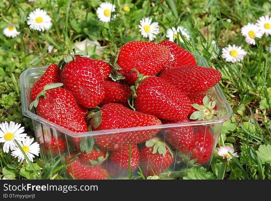 Busket of strawberryes on natural green background