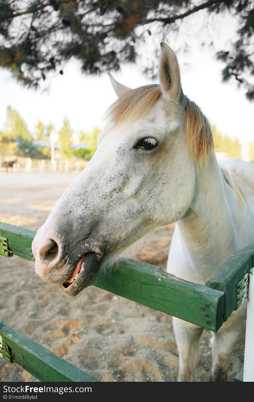 Horse looking to a camera. summer