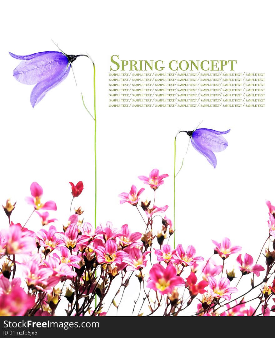 Spring concept. flora against white background.