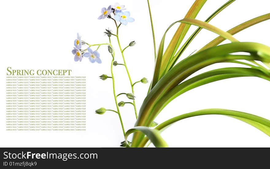 Spring concept. flora against white background.