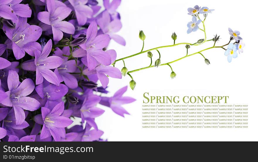 Spring concept. flora against white background.