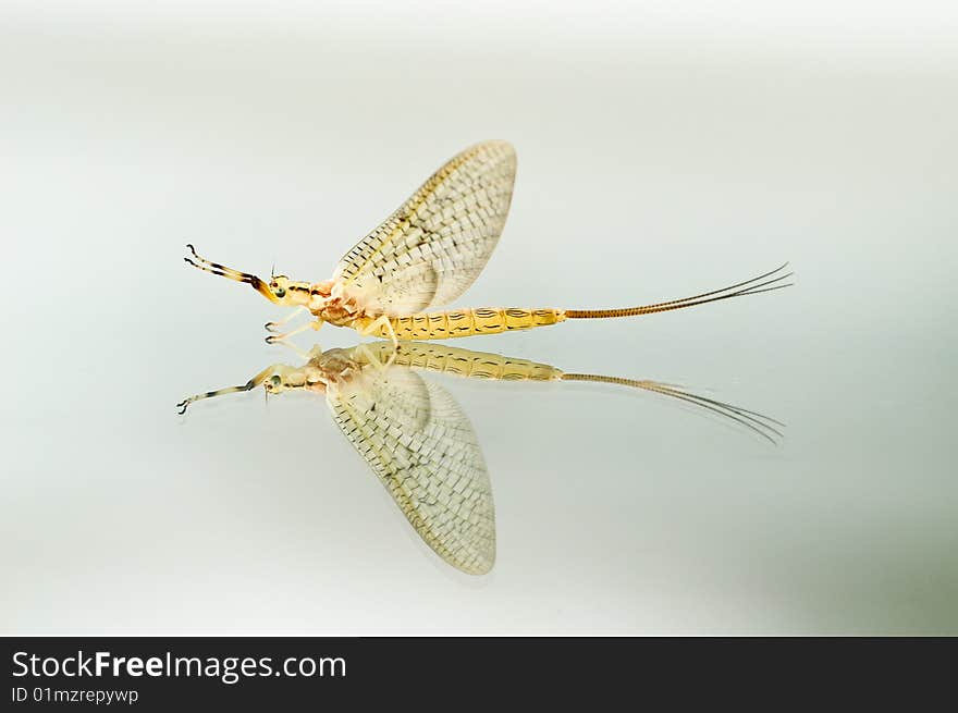 Closeup of a dayfly on glass