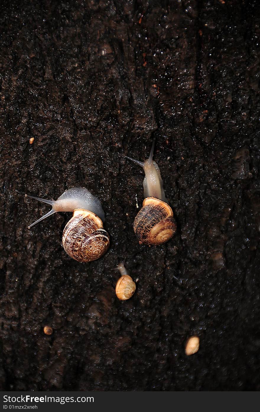 Family snails in my garden after the rain