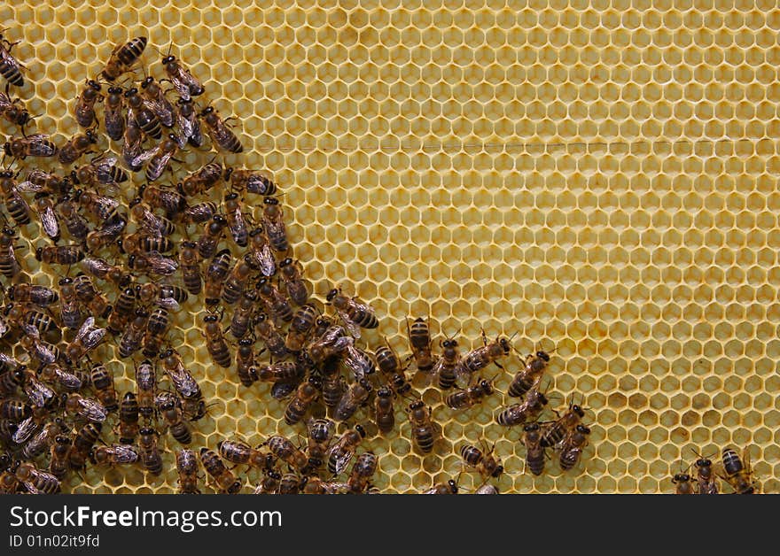 A closeup view of worker bees feverishly working to fill waxed honeycomb with honey. A closeup view of worker bees feverishly working to fill waxed honeycomb with honey.