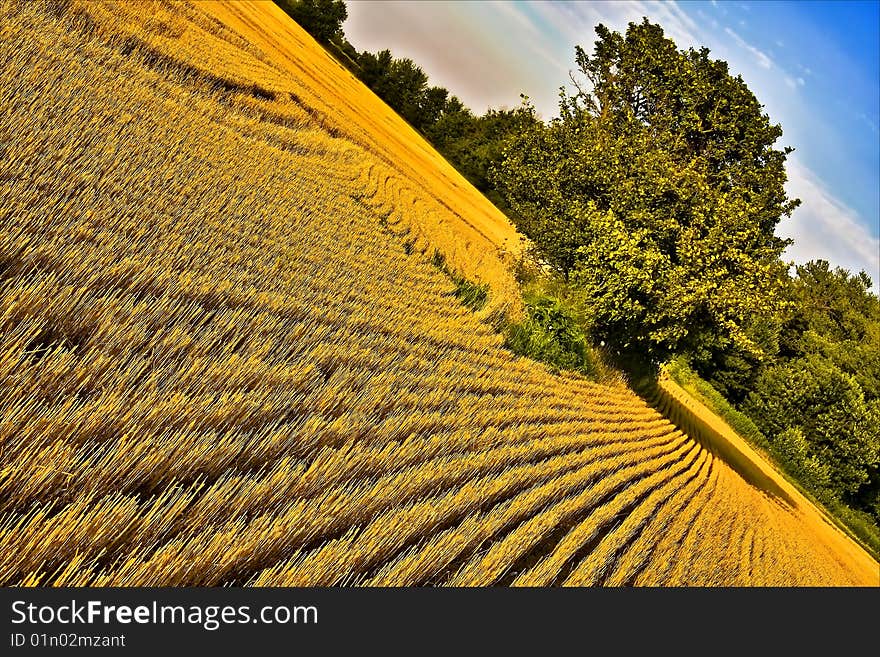 Wheat Field after cropping