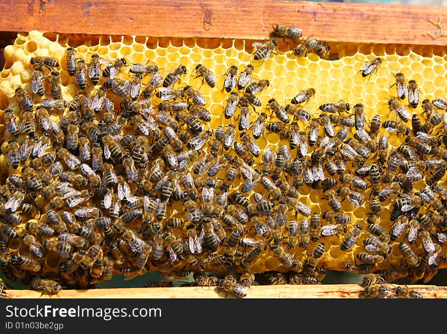 A closeup view of worker bees feverishly working to fill waxed honeycomb with honey. A closeup view of worker bees feverishly working to fill waxed honeycomb with honey.