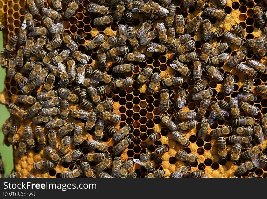 A closeup view of worker bees feverishly working to fill waxed honeycomb with honey. A closeup view of worker bees feverishly working to fill waxed honeycomb with honey.