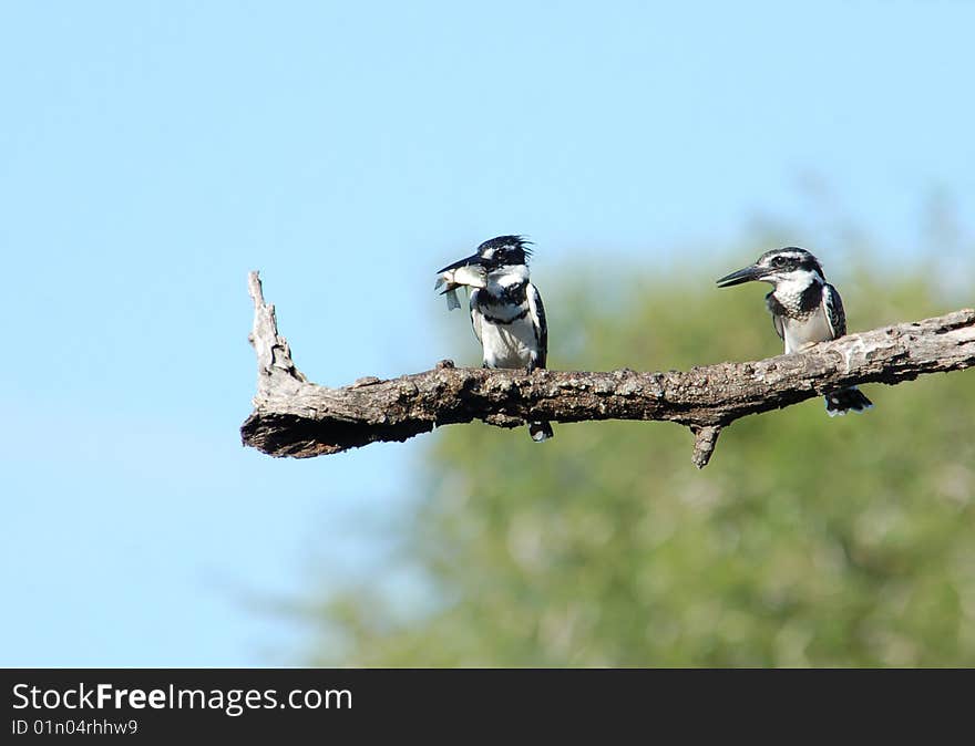 Pied Kingfisher with catch in beak