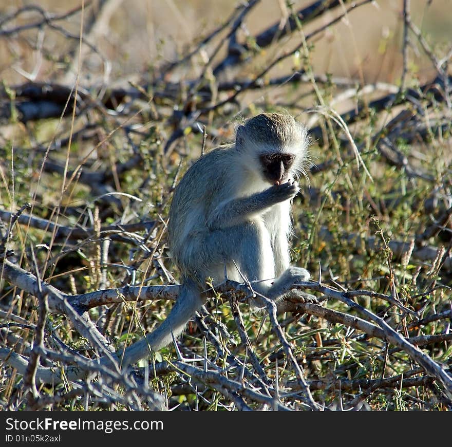 A wild vervet monkey (Chlorocebus pygerythrus), photographed in South Africa.