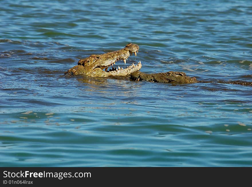 Nile crocodile in South Africa, eating an Impala it had just caught.