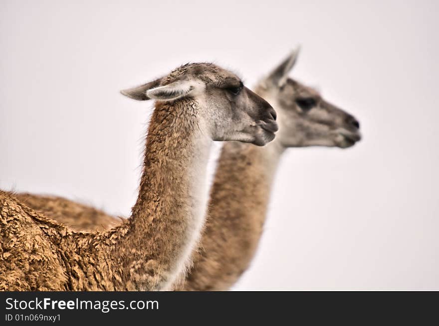 Guanacoes In Torres Del Paine