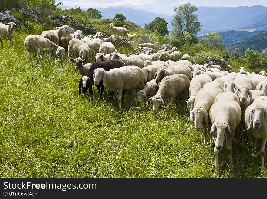 View from the bottom of a sheep clippings in the middle of the flock