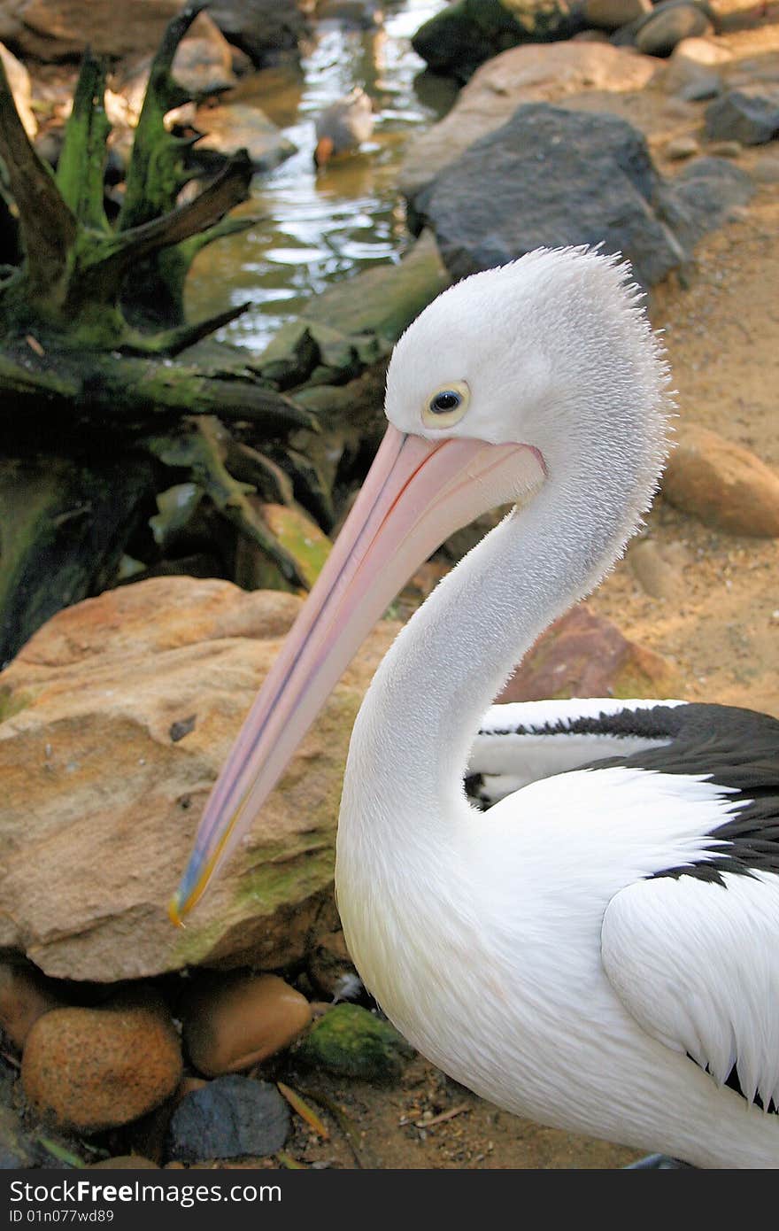 Pelican with long beak