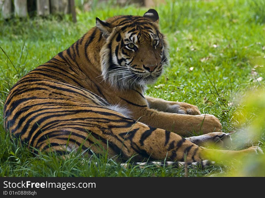 Sumatran Tiger