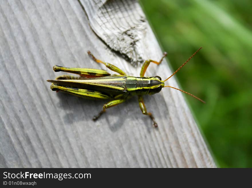 A closeup of a grasshopper on a wood deck