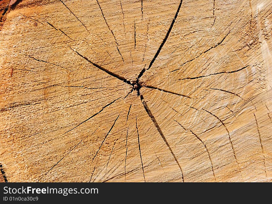 Texture of the cut down tree. Texture of the cut down tree