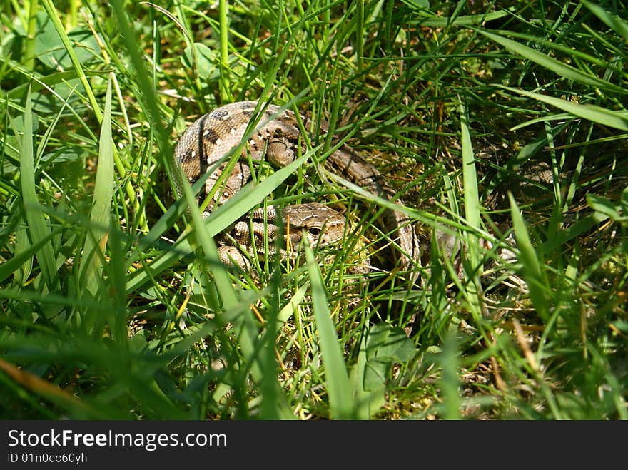 Grey lizard in grass