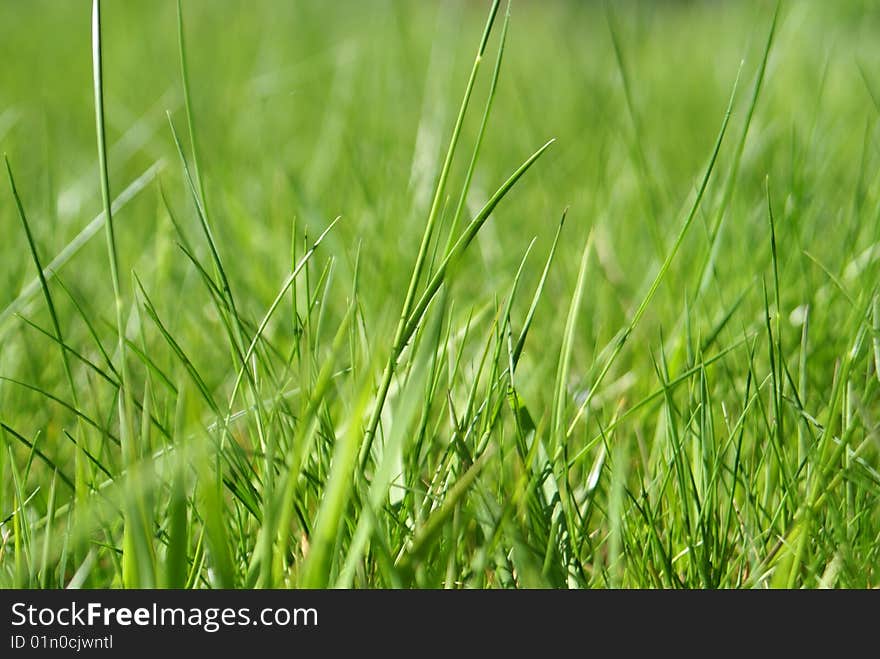 Light green grass shallow depth of field