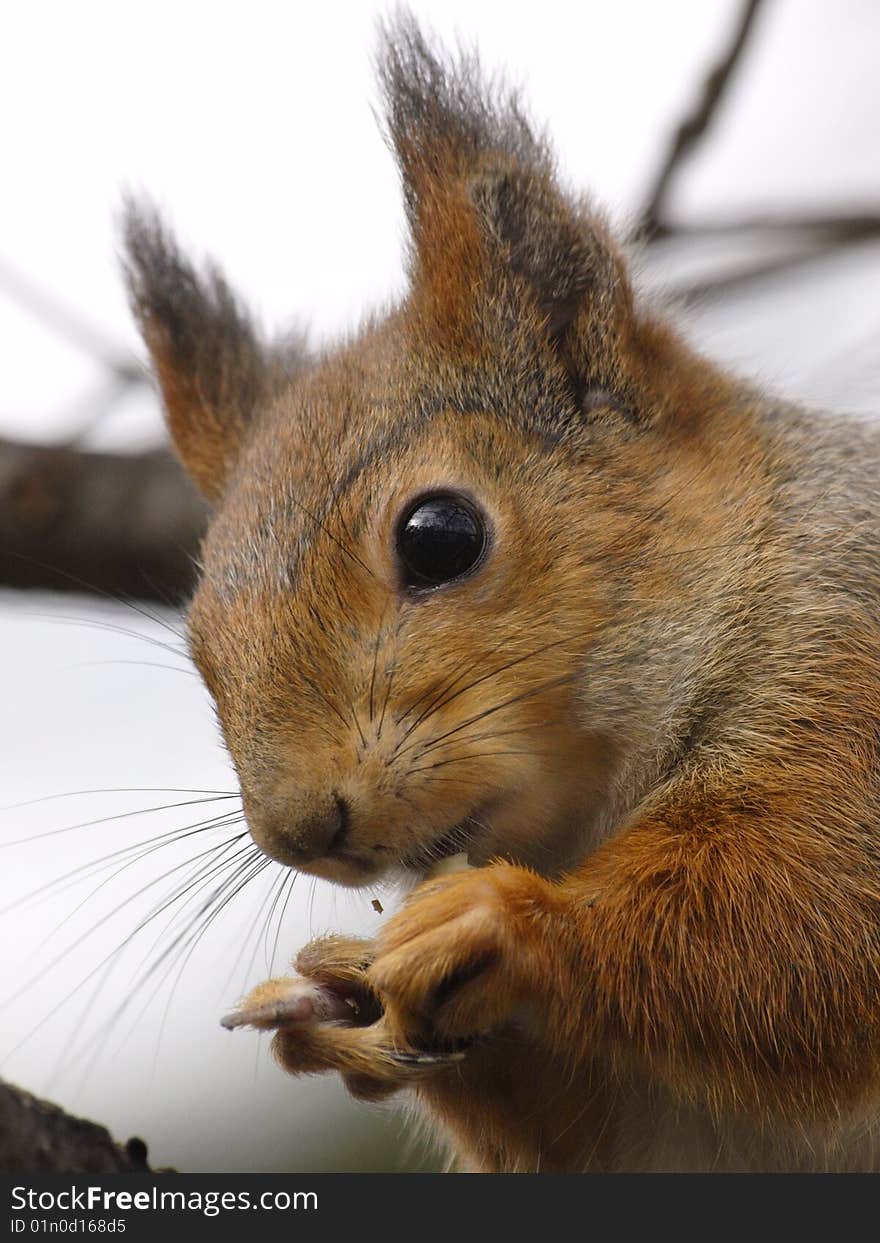 Near portrait of an eating squirrel. Near portrait of an eating squirrel