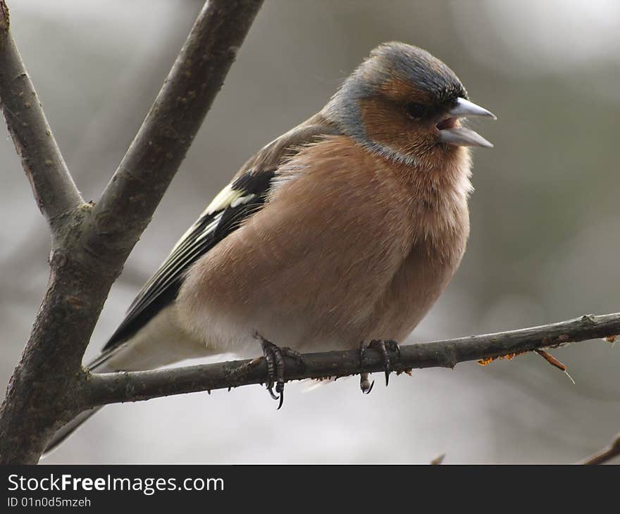 A singing chaffinch sitting on a twig