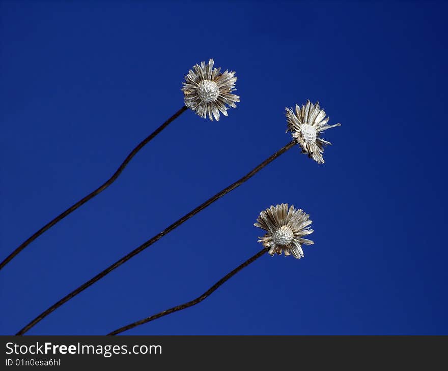 Herbarium