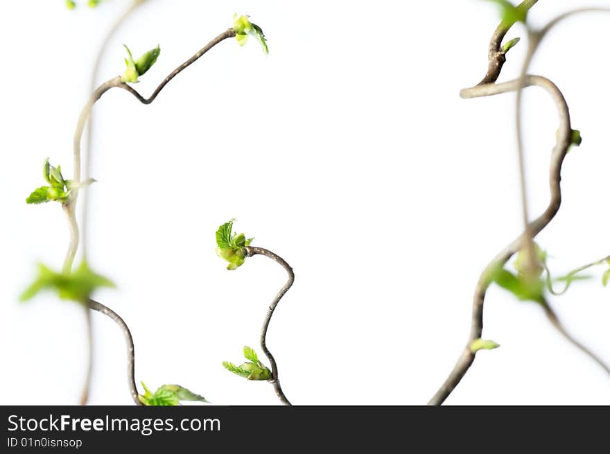 Spring concept. gnarly branches with young leaves against white background (shallow depth of field)